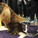 Illustration for article titled Stump The Spaniel Is Westminsters New Winner